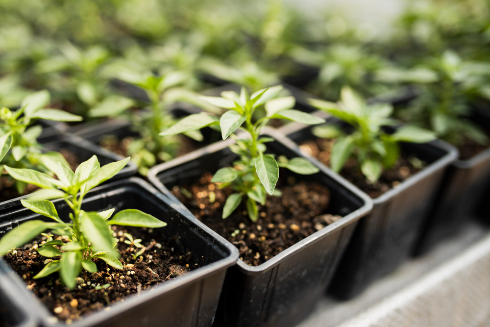 Seeds and Seedlings Produced